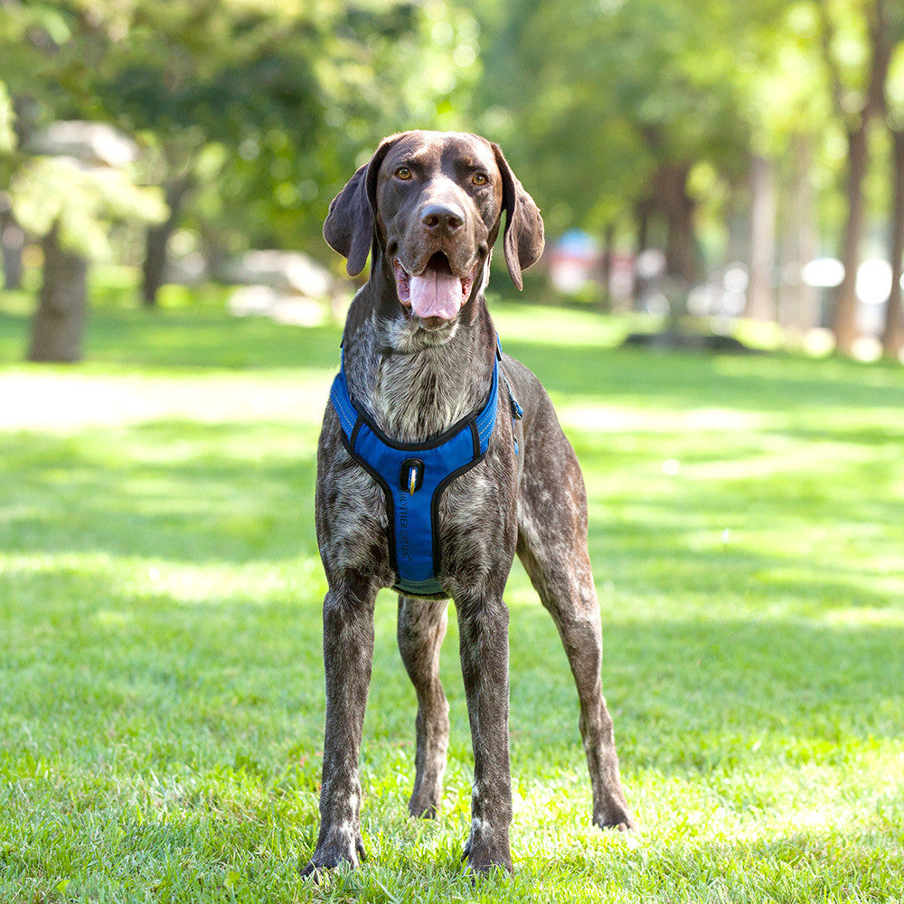 Reflective Breathable Vest Type Pet Leash Walking Harness Lead