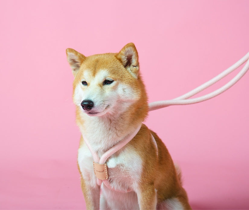 Dual Purpose Integrated Round Rope Pet Leash Control Lead